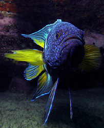 Eastern Blue Devilfish, Clovelly by Doug Anderson 